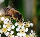 Bee pollinating a wild flower