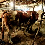 Vermont Turns Out for Its Dairies as They Dig Out